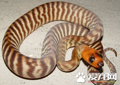 宠物蛇吃什么 品种不同的蛇对食物种类也不同