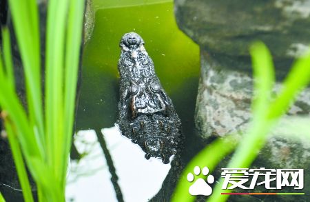养鳄鱼当宠物 私自喂养鳄鱼违反法律规定