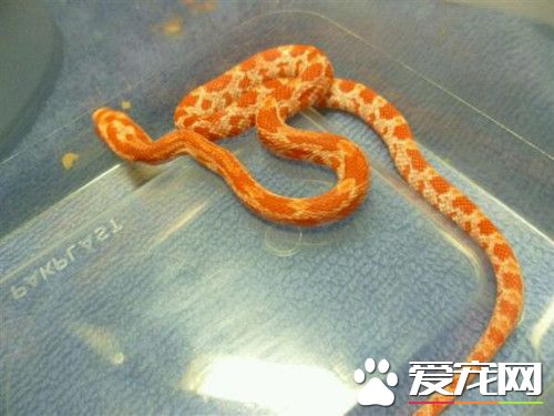 宠物蛇品种以及价格 常见的宠物蛇种类