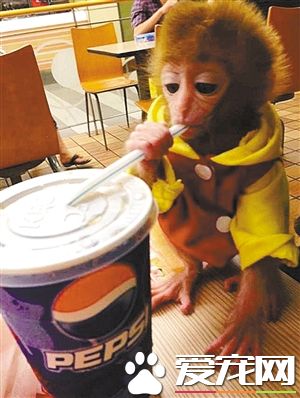 猴子能不能当宠物养 猴子身上携带几十种病毒