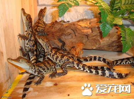 宠物鳄鱼的种类 数量比较有限一般是泰鳄