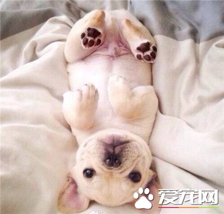 汪星人：看主人，我躺下睡觉了，是不是很乖啊？