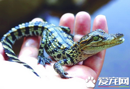 宠物小鳄鱼价格 30-40厘米长大约600--800元
