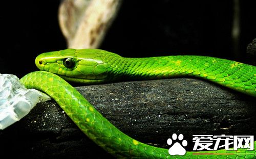 新手适合养什么蛇 应该选择合适的宠物蛇