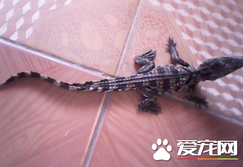 北方能养鳄鱼吗 控制好温度就可以在北方饲养