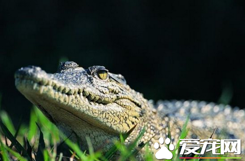 宠物鳄鱼价格 30-40厘米长的大约600--800元