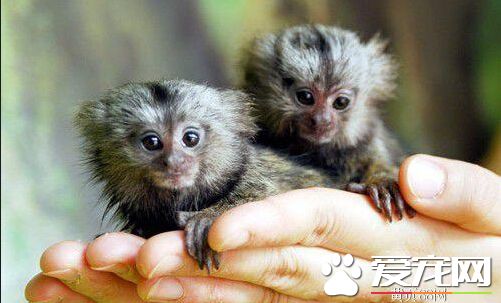 宠物店有卖猴子的吗 在我国买卖猴子是犯法的
