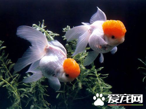 什么金鱼最好养 金鱼好养好选购吗