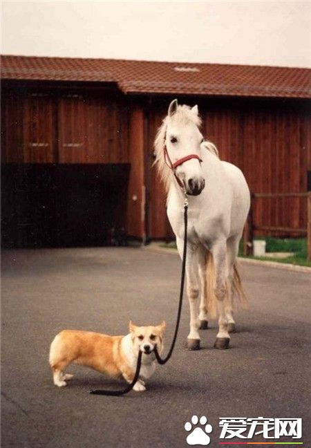 小个子也有大智慧，小短腿开始遛起马来了！