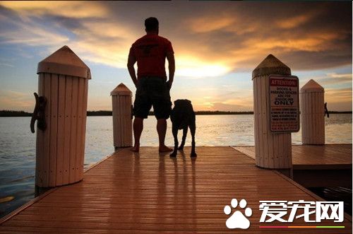 心碎主人陪癌末愛犬踏上最後旅程