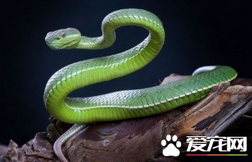 绿色的宠物蛇 国内常见的绿色宠物蛇