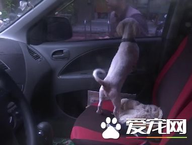 狗狗被闷在40度车内4小时 男遭重罚1万5