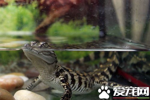 鳄鱼宠物多少钱 在600-800元区域不同价格有所区别