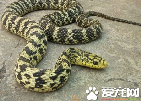 怎么养宠物蛇 教你如何饲养和喂食宠物蛇