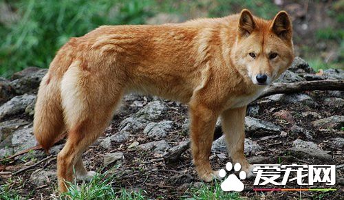 如何饲养狐狸 饲养狐狸的五个管理步骤