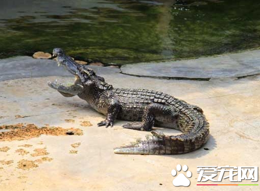 鳄鱼一只多少钱 30-40厘米长的在300-800元不等