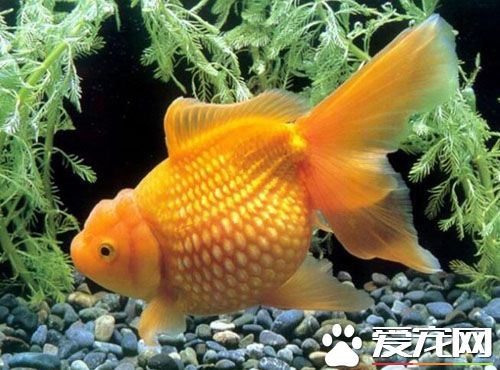 金鱼吃撑了怎么办 喂多了怎么办才好