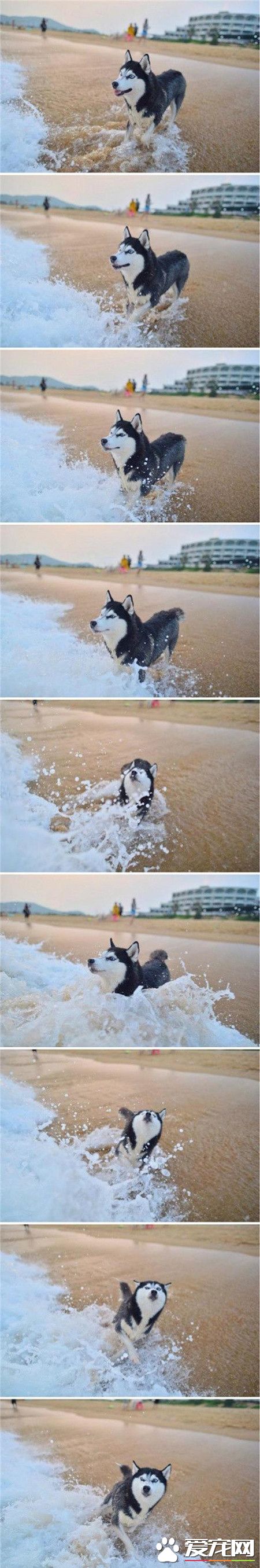 一只能认为用眼神逼退海浪的哈士奇！