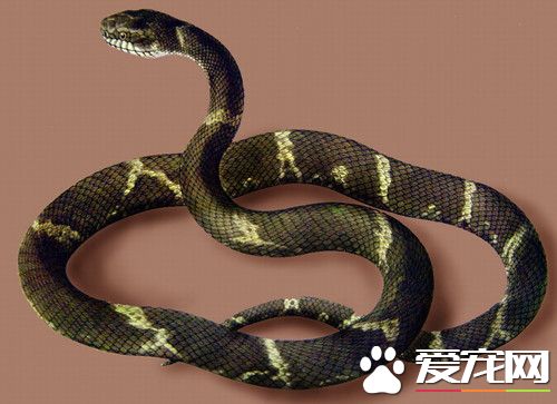 宠物蛇有毒吗 宠物蛇中一般无毒性的