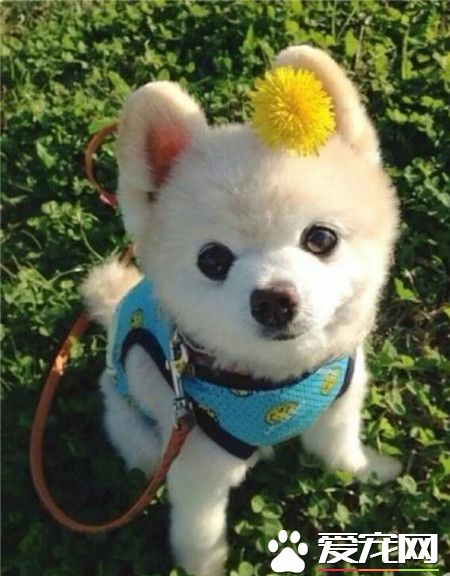 汪星人，阳光那么好，带我粗去玩吧~