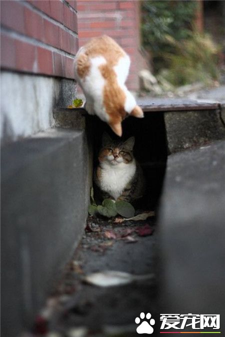 不容易呀，找到你了，小伙伴！