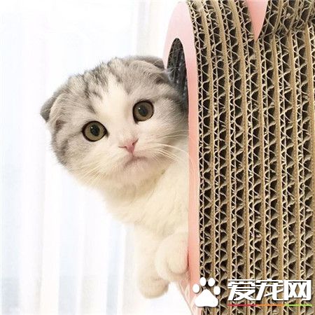 主人，我的小鱼干呢n(*≧▽≦*)n