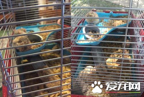 野生仓鼠出现了 Pokémon Go问世意外成为救星