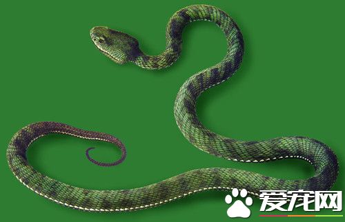 宠物蛇怎么样 怎么选择合适的宠物蛇