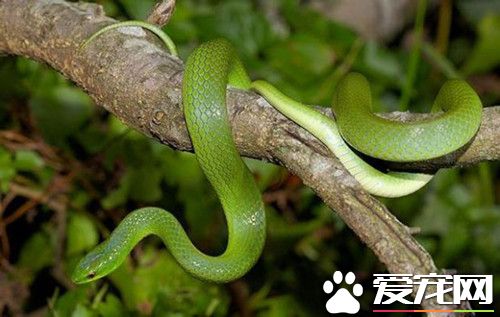 宠物蛇多少钱 视品种与品相来决定价格