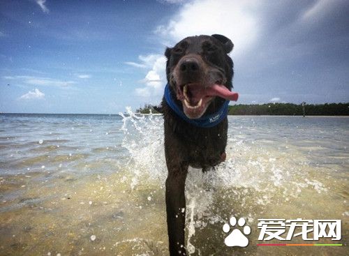 心碎主人陪癌末愛犬踏上最後旅程