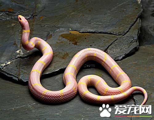 适合做宠物的蛇 适合家庭饲养的宠物蛇