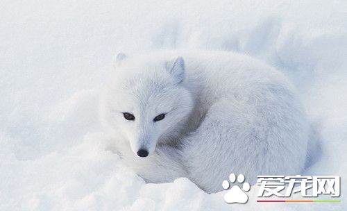 狐狸的饲养方法 注意给它准备营养的食物