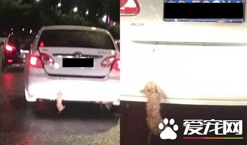 小橘猫吊挂后车厢马路奔驰 车主回应怕憋死才没关紧门