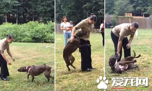 狗狗以为被抛弃 1年后再见到主人激动不已