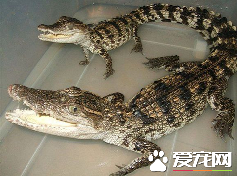 宠物鳄鱼多少钱一条 不同品种的鳄鱼价格不同