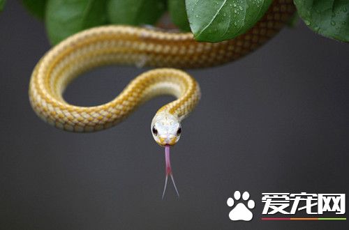 最常见的宠物蛇 一些常见的宠物蛇种类