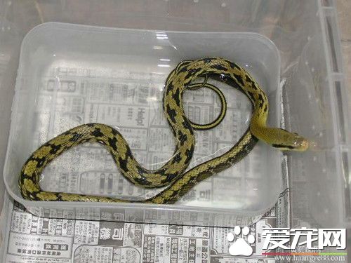 宠物蛇有哪些 最常作为宠物饲养的蛇