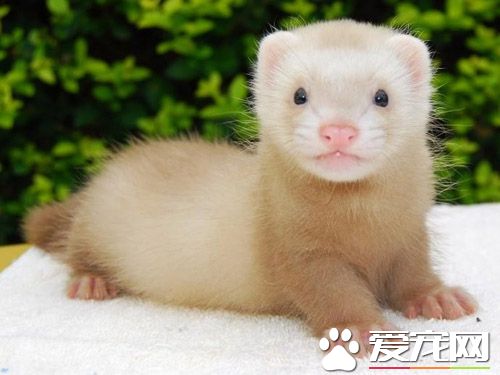 宠物貂多少钱 产量较高的貂在1000~2000左右