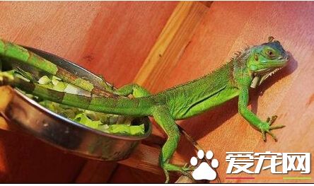 宠物蜥蜴哪里买 购买宠物蜥蜴的注意事项