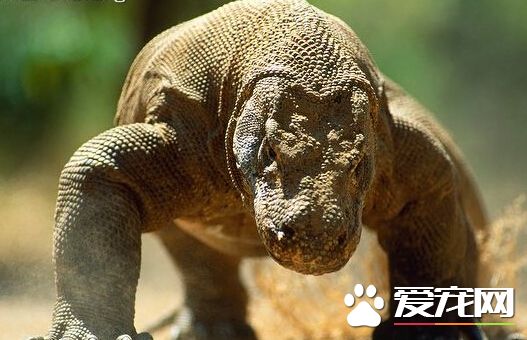 最大的宠物蜥蜴 最大的蜥蜴科摩多巨蜥