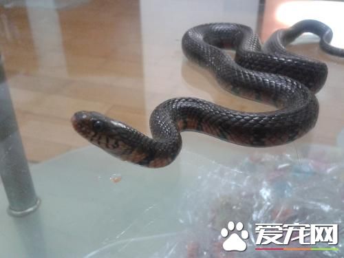 宠物蛇怎么消毒 常用的几种消毒药物