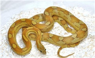 蛇是怎么交配的 繁殖方式分为卵生和卵胎