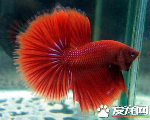 养鱼应该用什么水  哪些水是不能养鱼的