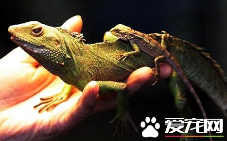 宠物蜥蜴吃什么 宠物蜥蜴可以喂食蟋蟀