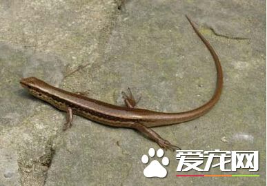 野生蜥蜴怎么养 野生蜥蜴的饲养小技巧