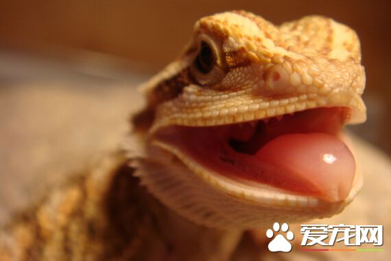 蜥蜴是什么动物 蜥蜴属于冷血爬虫动物