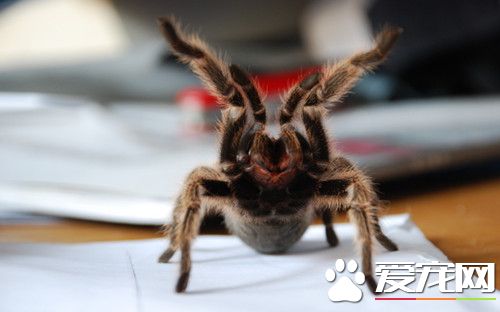 蜘蛛的生活习性 不同蜘蛛生活习性各不相同