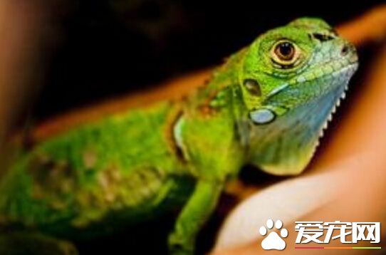 常见宠物蜥蜴 带大家了解常见的宠物蜥蜴