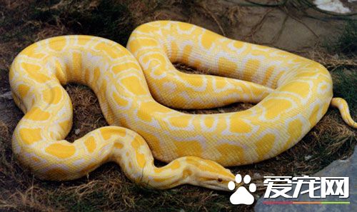 最大的宠物蛇 体型最大的宠物蛇是蟒蛇