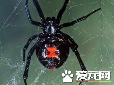 什么蜘蛛有毒 四种世界上最致命的蜘蛛